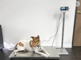 Scale di pavimento in acciaio inossidabile con indicatore pesatore animale