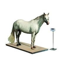 Scale di pavimento in acciaio inossidabile con indicatore pesatore animale